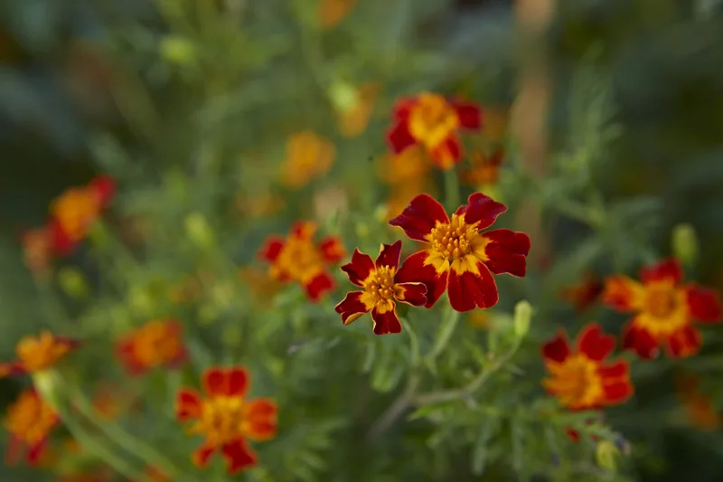 Tagetes Luna Red