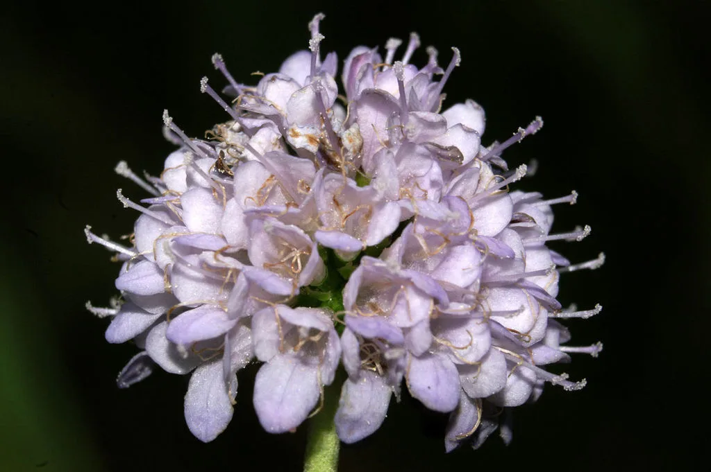 Teufelsabbiss (Succisella inflexa) Frosted Pearls