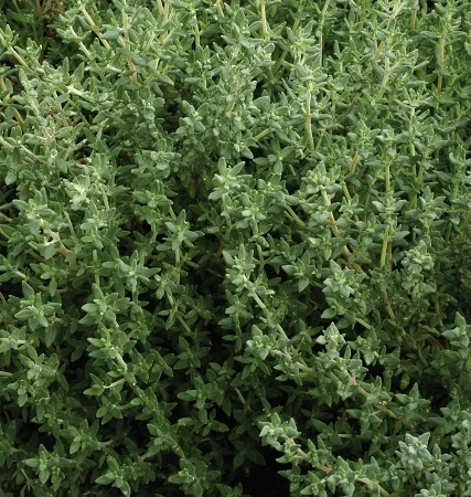 Thymian Deutscher Winter