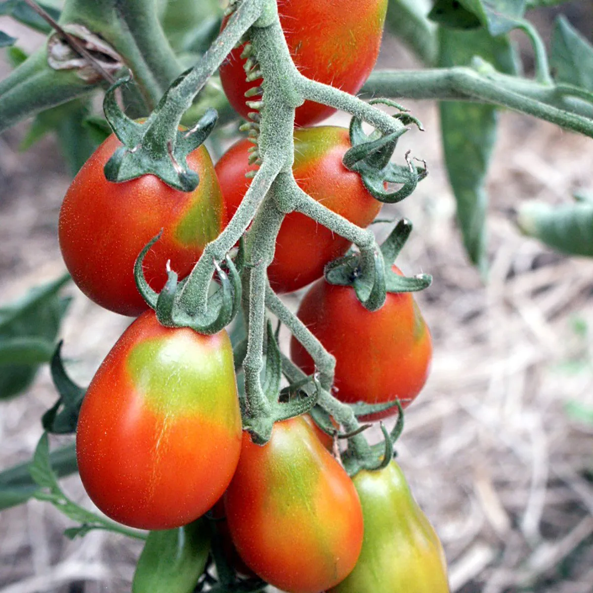 Tomate Baselbieter Röteli Bio