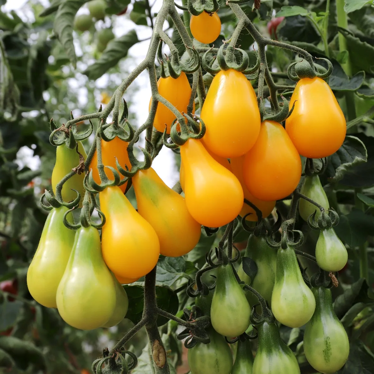 Tomate Birnenförmige Gelbe Bio