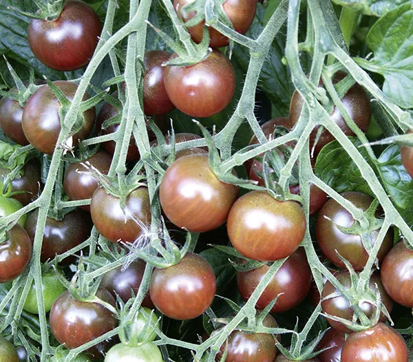Tomate Black Cherry