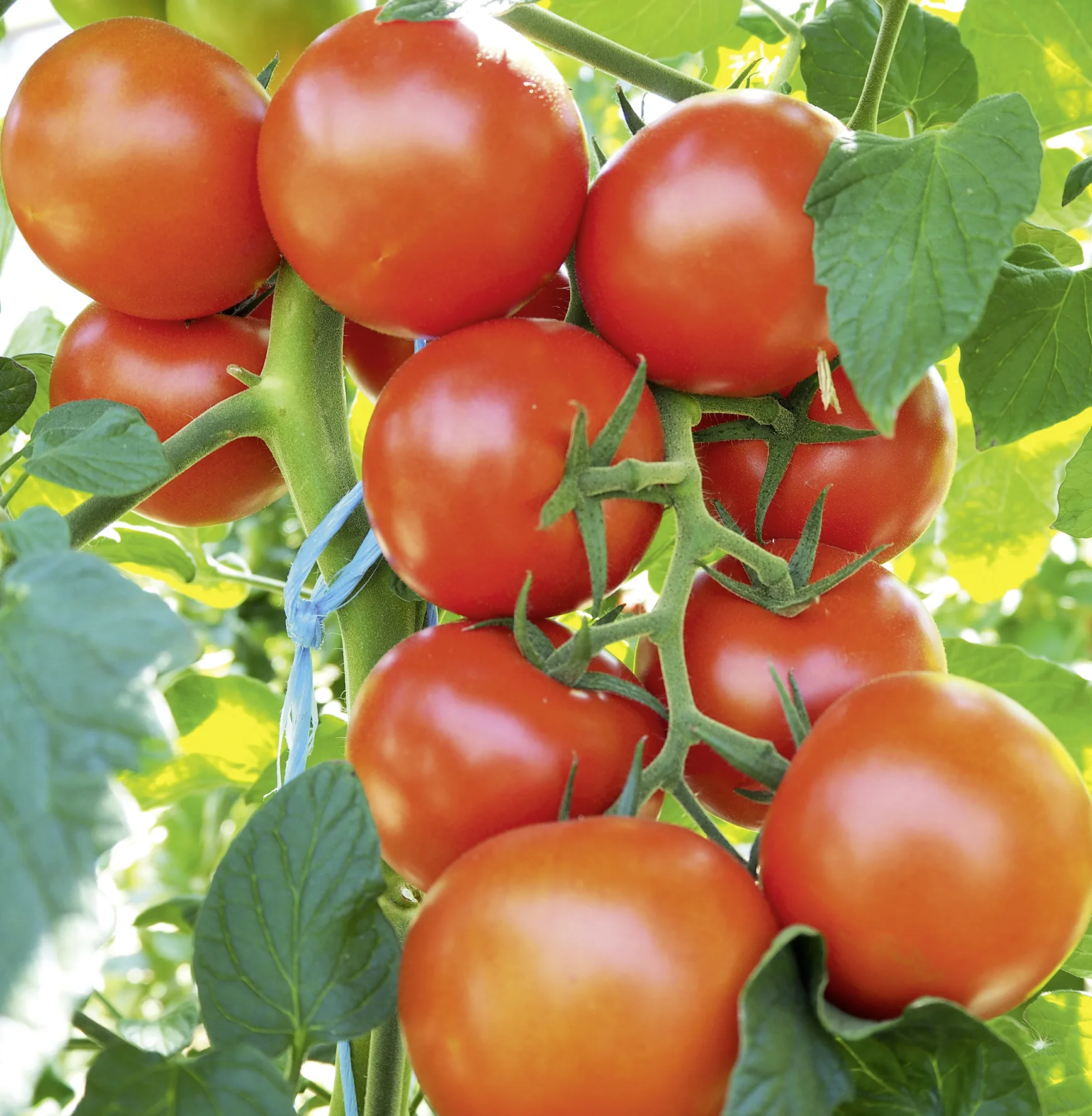Tomate Bocati F1