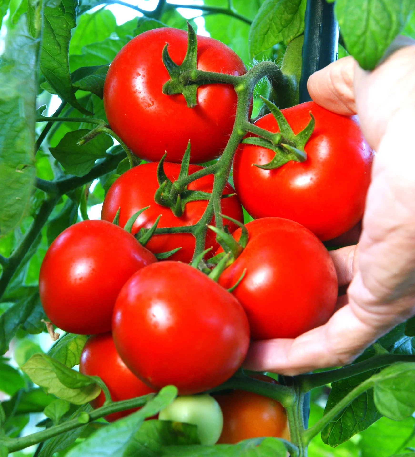 Tomate Cristal F1