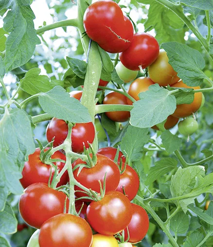 Tomate Diplom F1