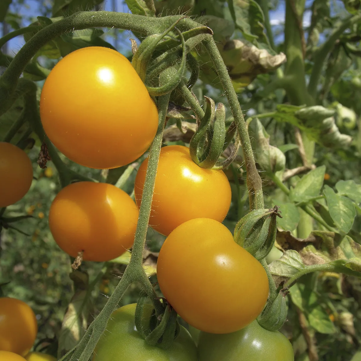 Tomate Gelbe von Thun Bio