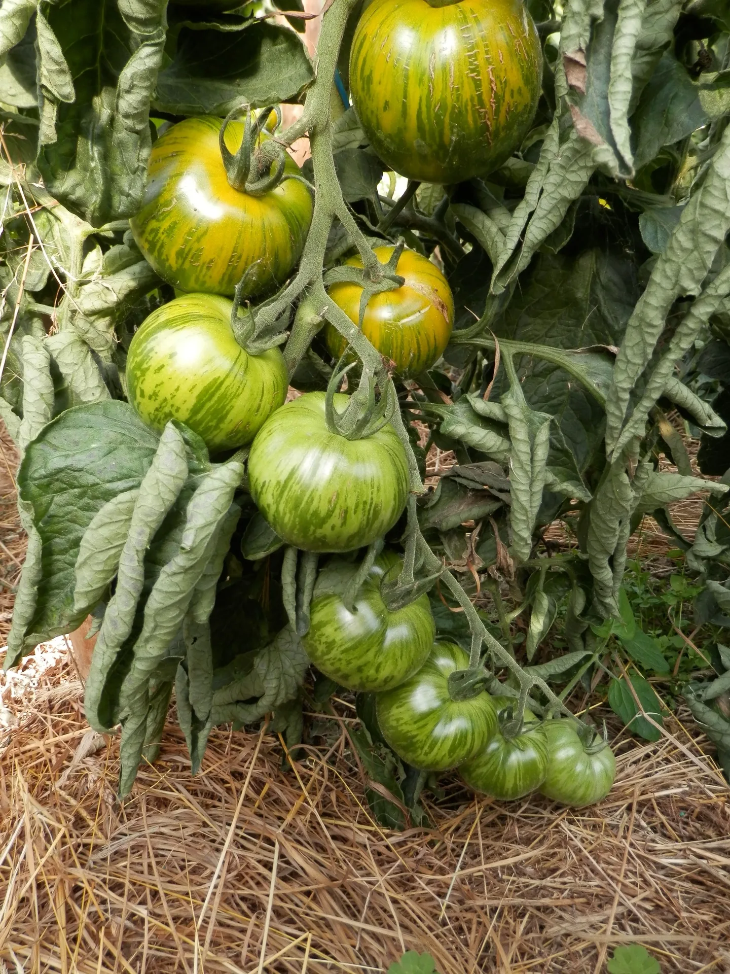 Tomate Green Zebra Bio Demeter