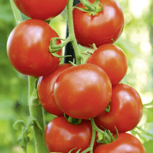 Tomate Hamlet F1