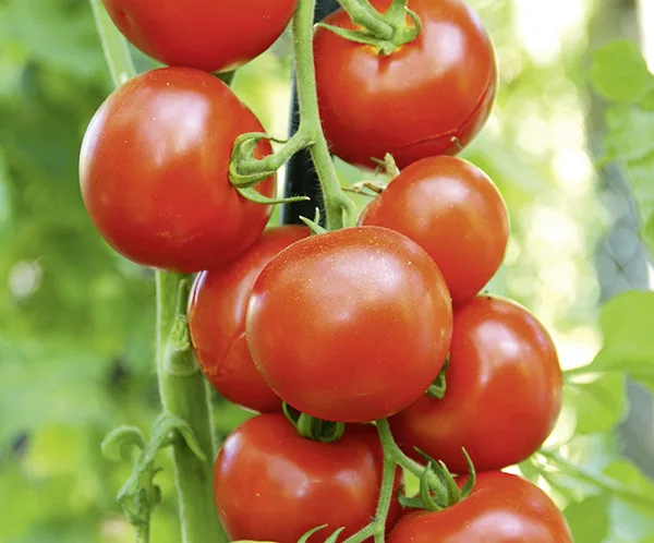 Tomate Hamlet F1