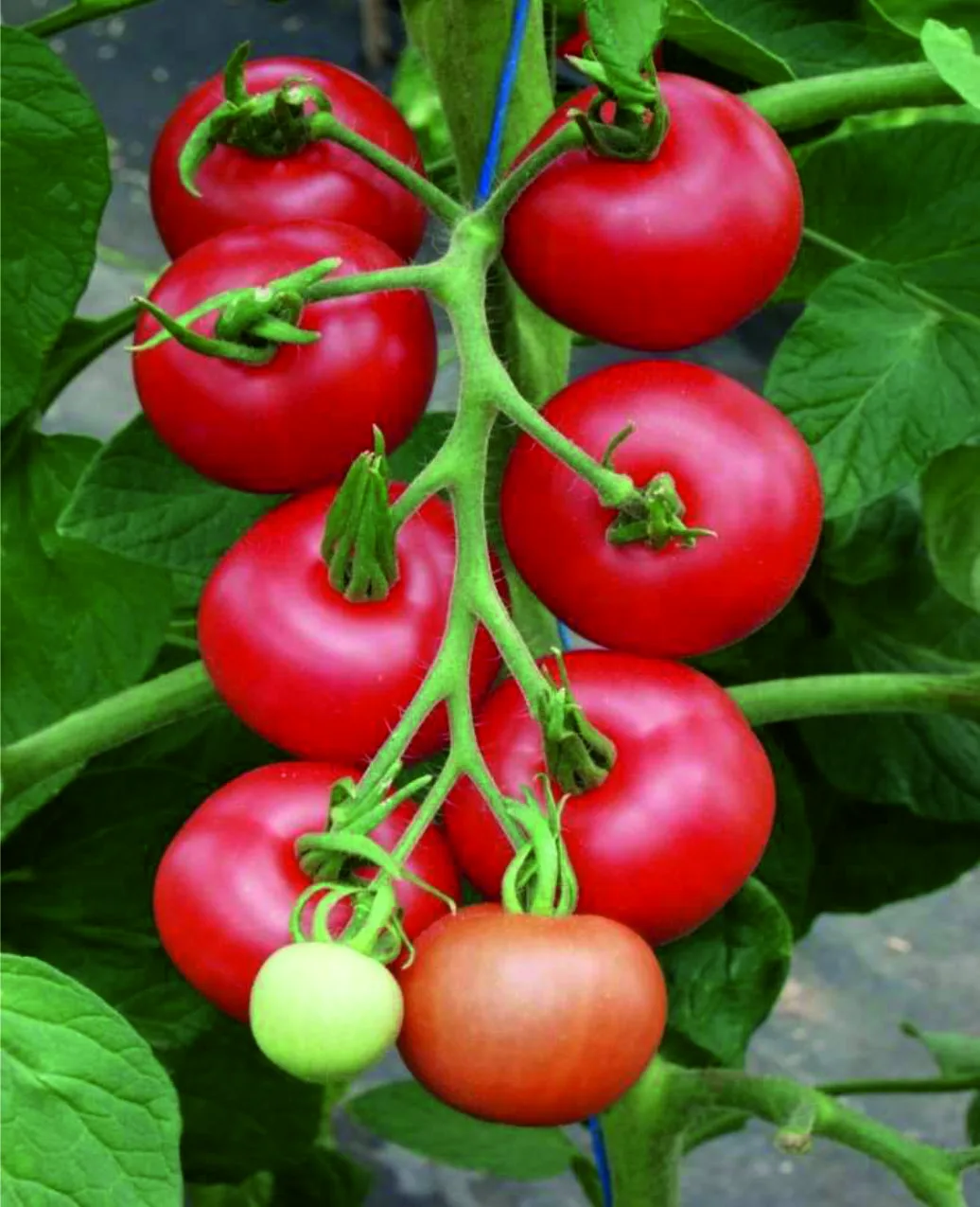 Tomate Matina
