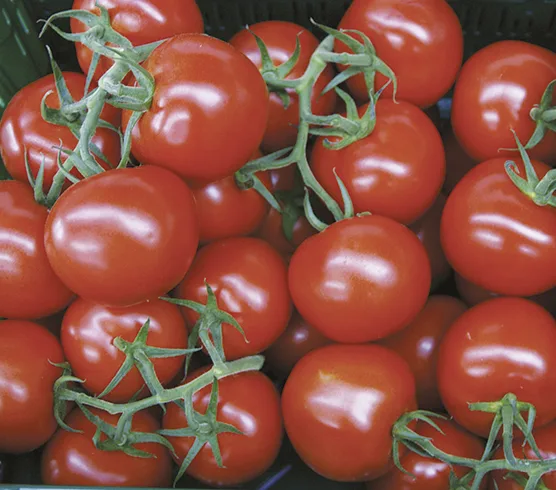 Tomate Aranca F1 (Picolino F1)