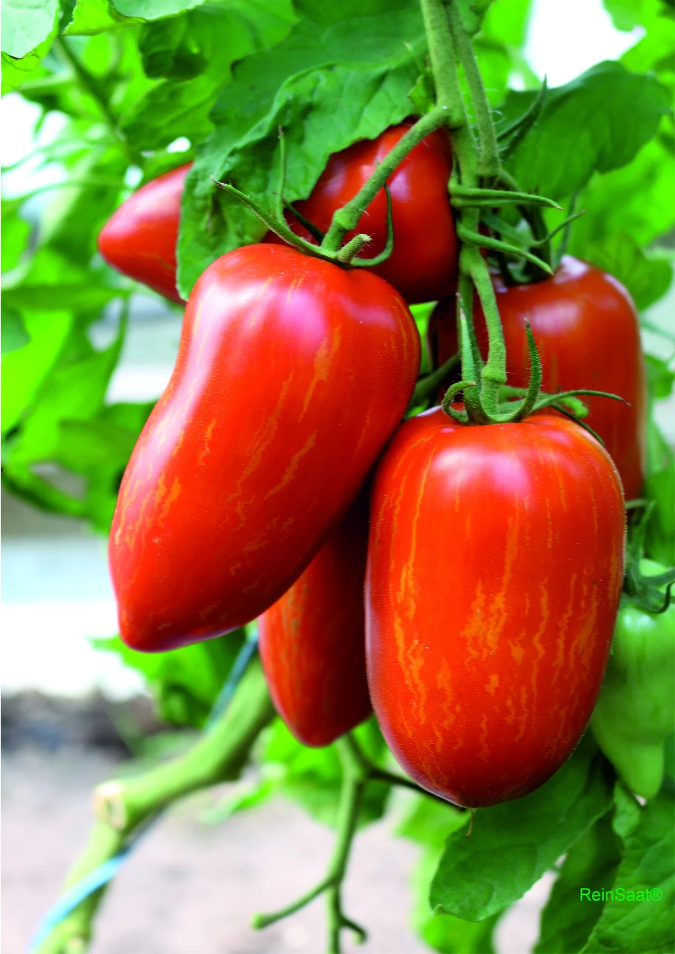 Tomate Roma Striee Bio
