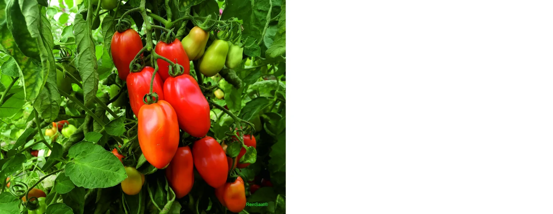 Tomate Roma VF Bio Demeter
