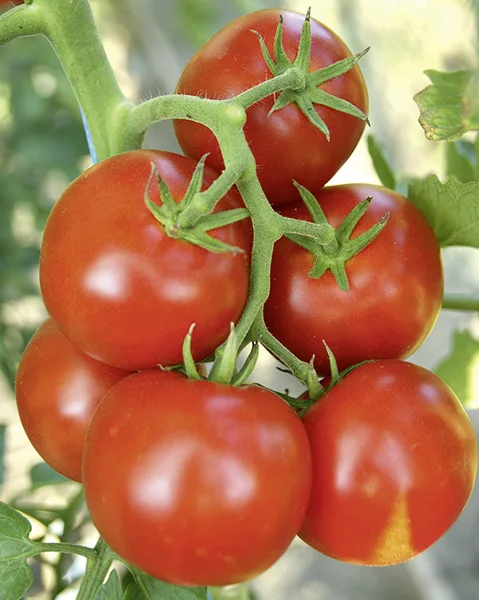 Tomate Sparta F1