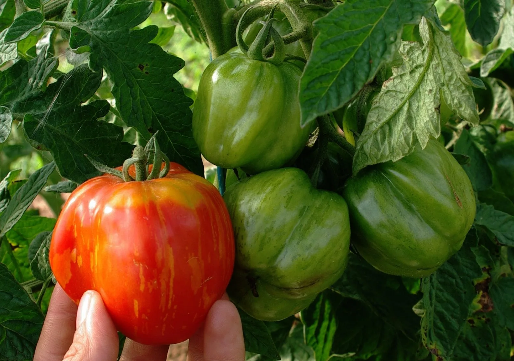 Tomate Striped Cavern Bio Demeter