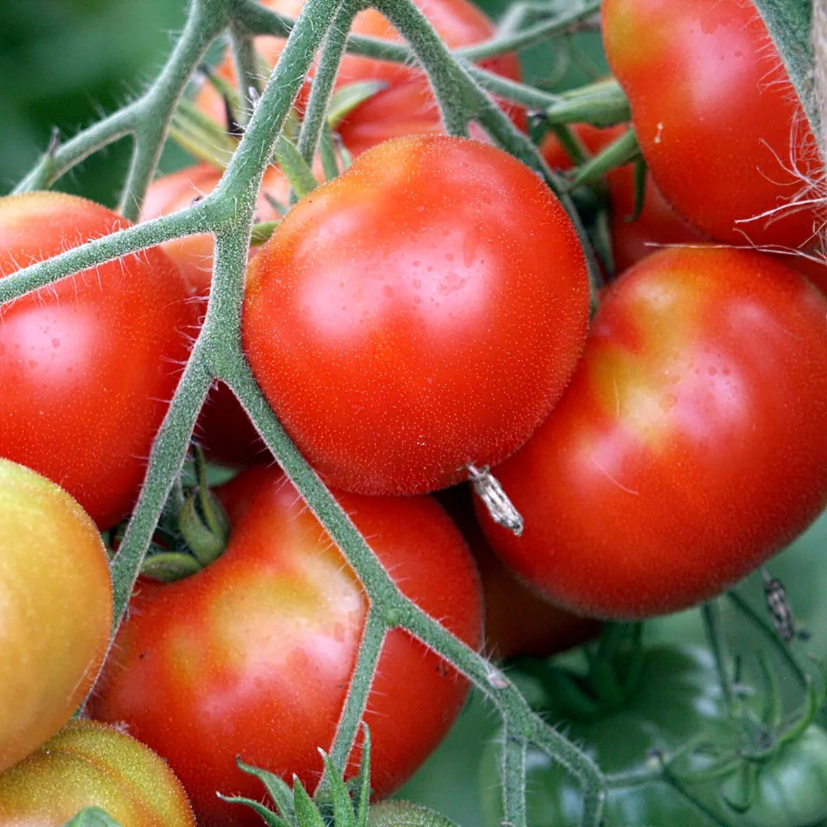 Tomate Wladiwostok Bio Demeter