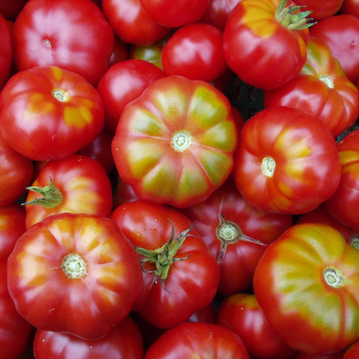 Tomate Zürcher Original Bio Demeter