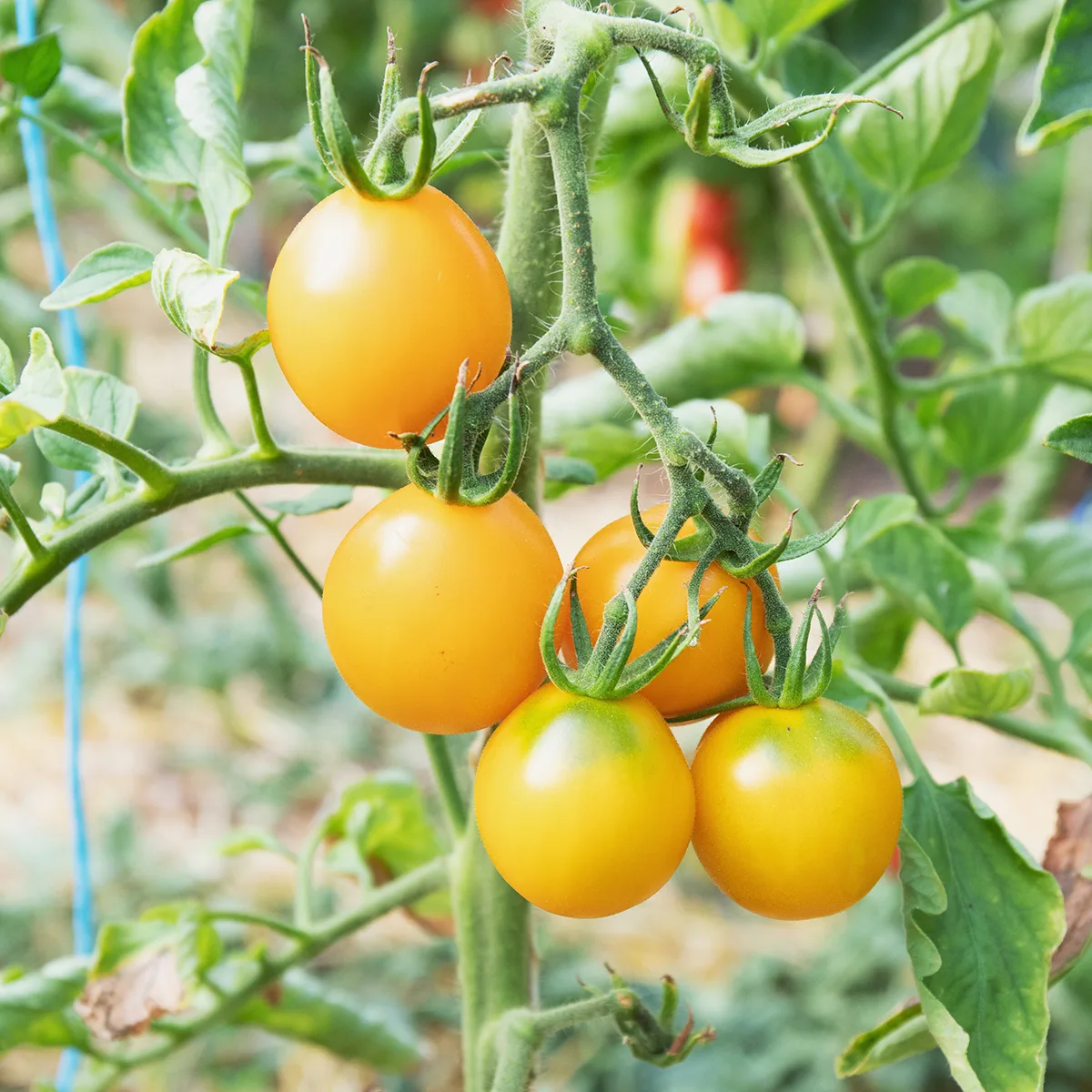 Tomate Zitronentomate Bio Demeter