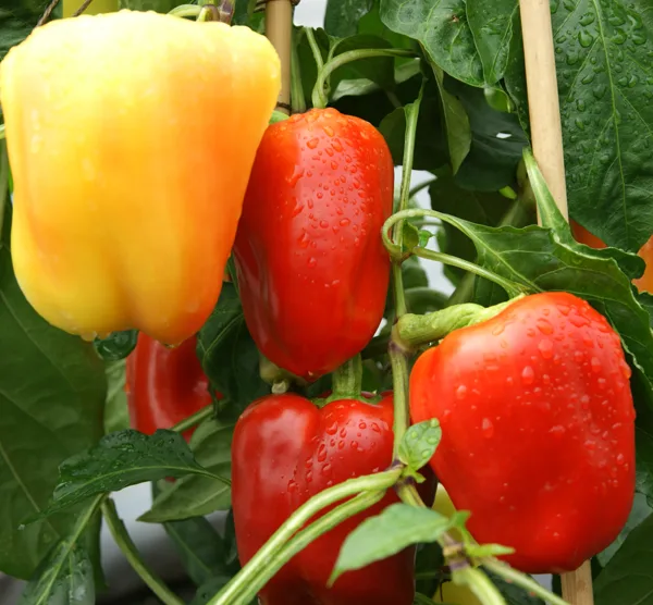 Tomaten Verfrühungsvlies (2,40m x 25m)