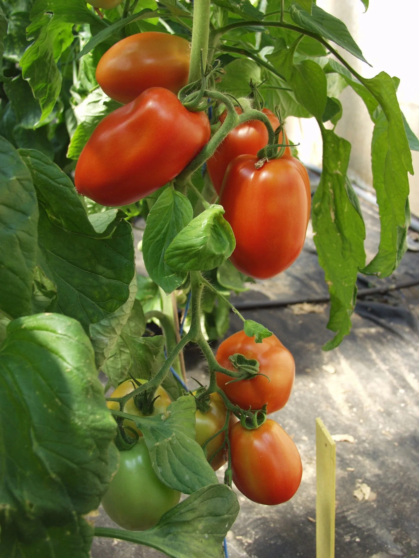Tomatensamen Diplom F1 Bio