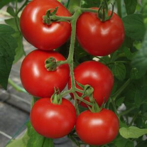 Tomatensamen Hamlet F1 Bio