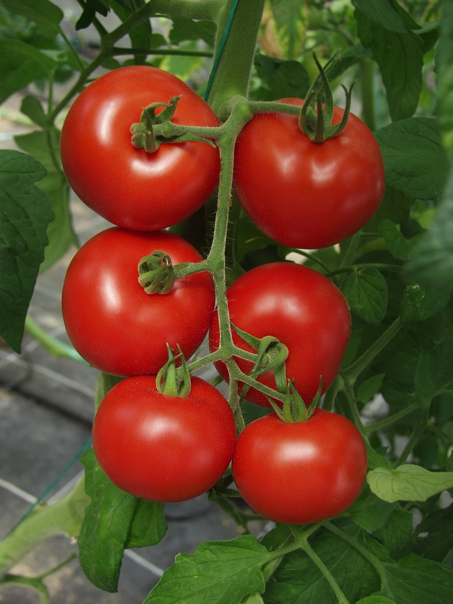 Tomatensamen Hamlet F1 Bio