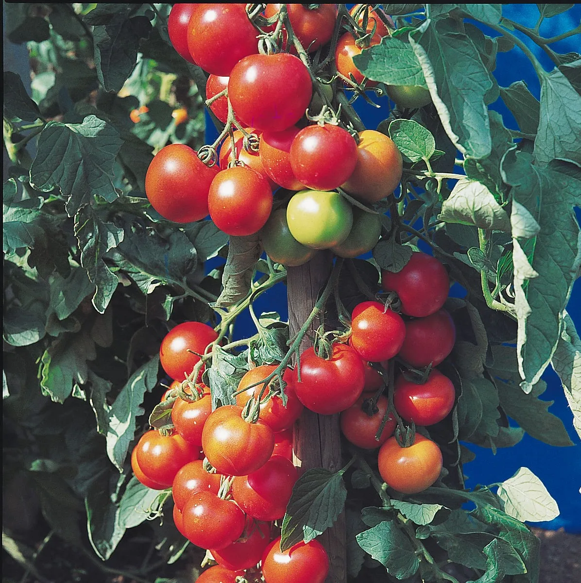 Tomatensamen Hildares F1