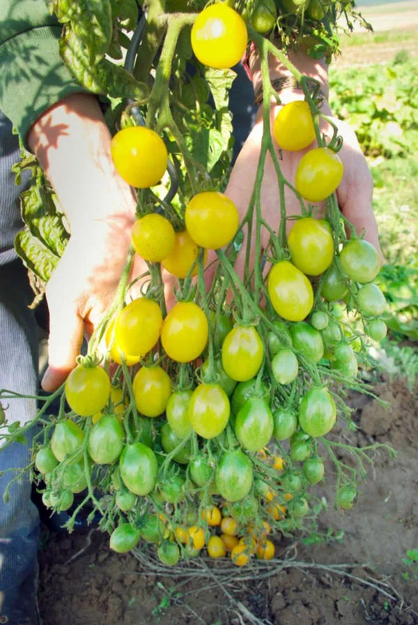 Tomatensamen Slivowidnij Bio Demeter