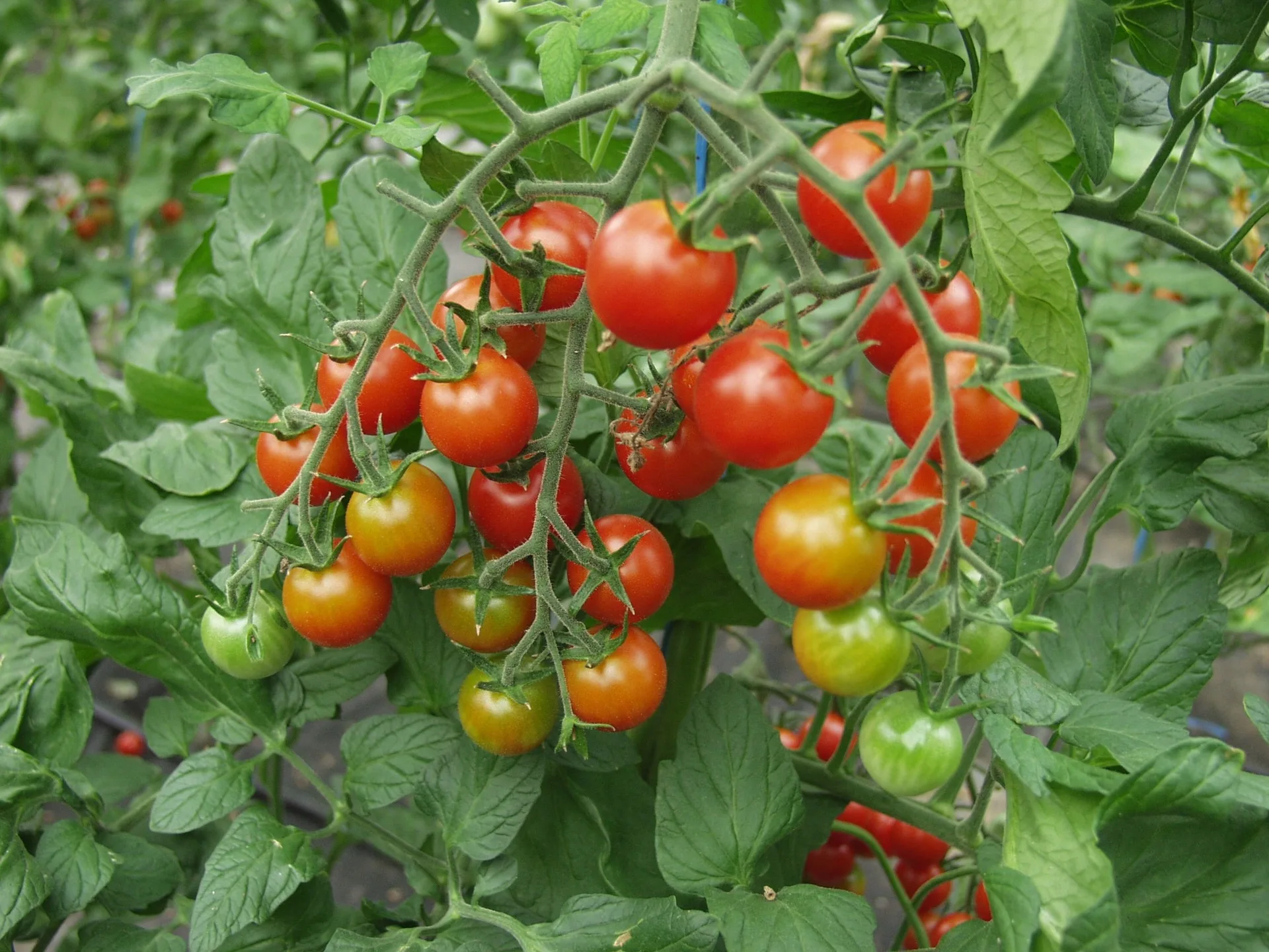 Tomatensamen Supersweet 100 F1
