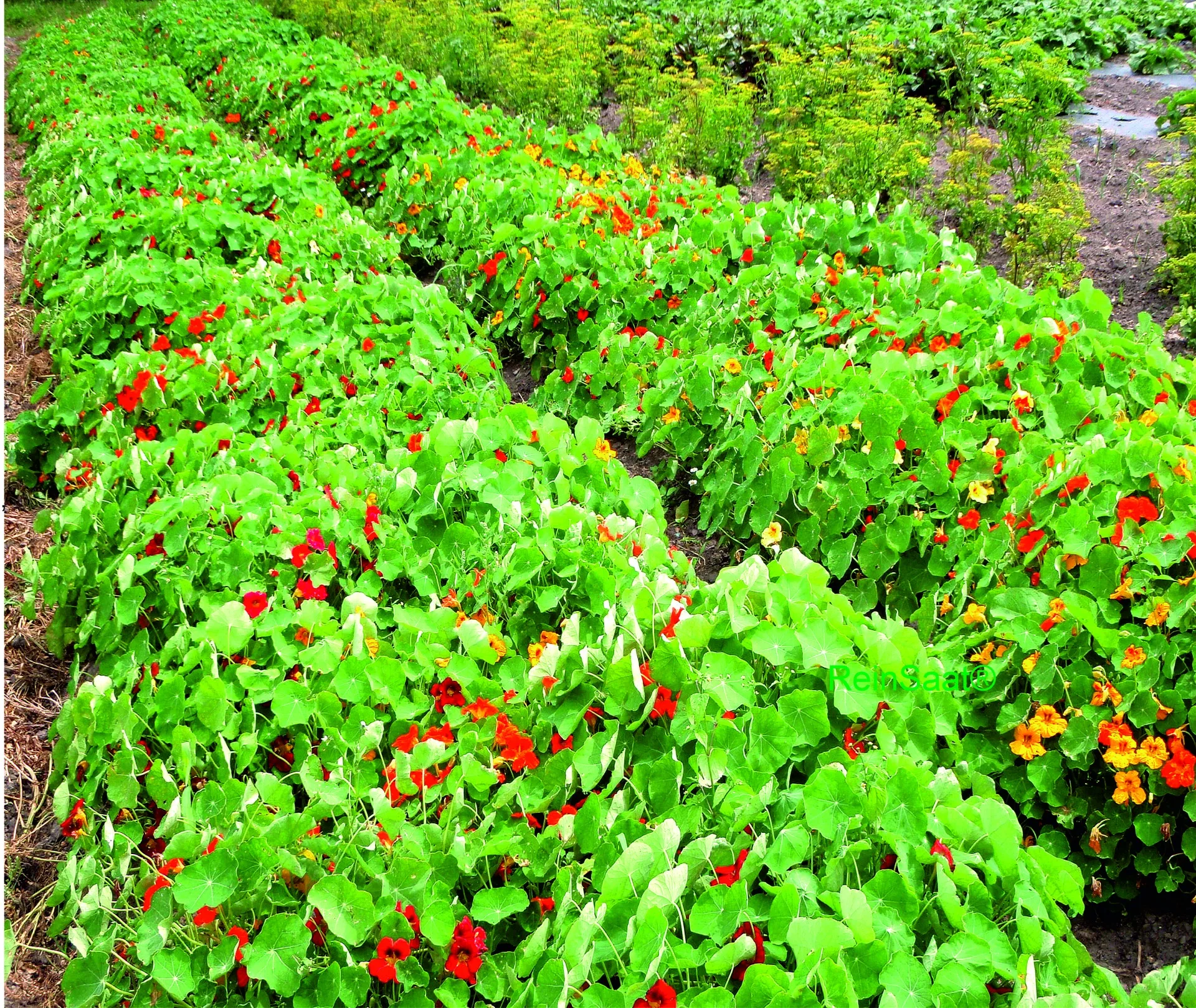Topaeolum majus Kapuzinerkresse Bio Demeter