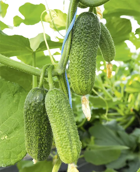Topf -  Einlegegurke Gurke Profi F1