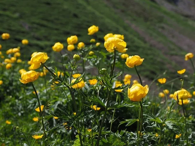 Troll-Blume
