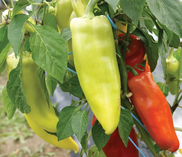 Ungarischer Paprika Agio F1