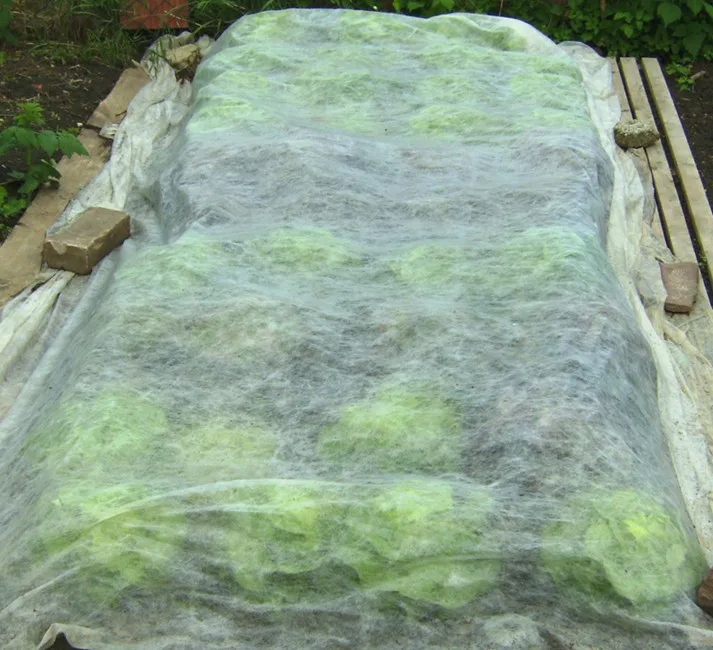 Wachstumsvlies 19 g (2,40m x 10m)