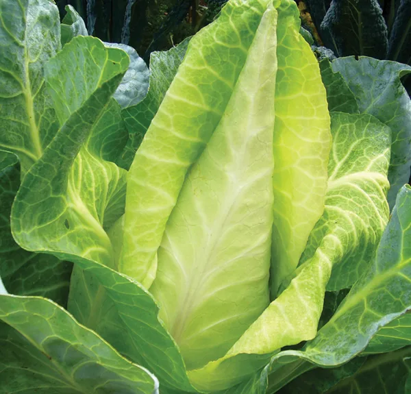 Weißkohl Filderkraut (Spitzkohl)
