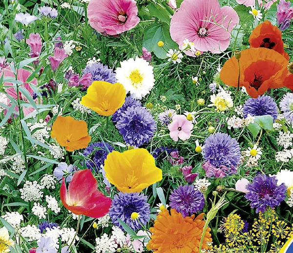Wildblumen mit Kräutern, 1-jährige Mischung