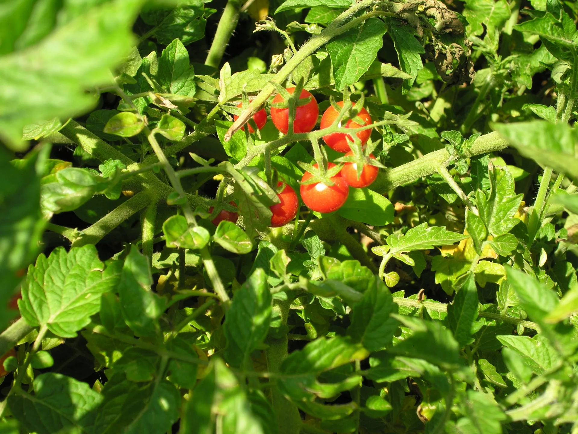 Wildtomate Rote Murmel 7 Korn