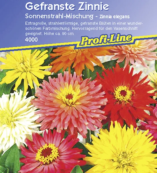Zinnie Sonnenstrahl Mix
