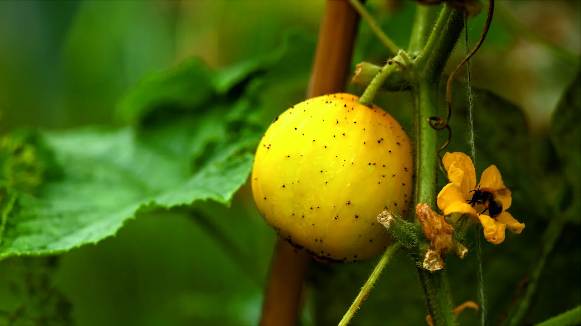 Zitronengurke Lemon Apple