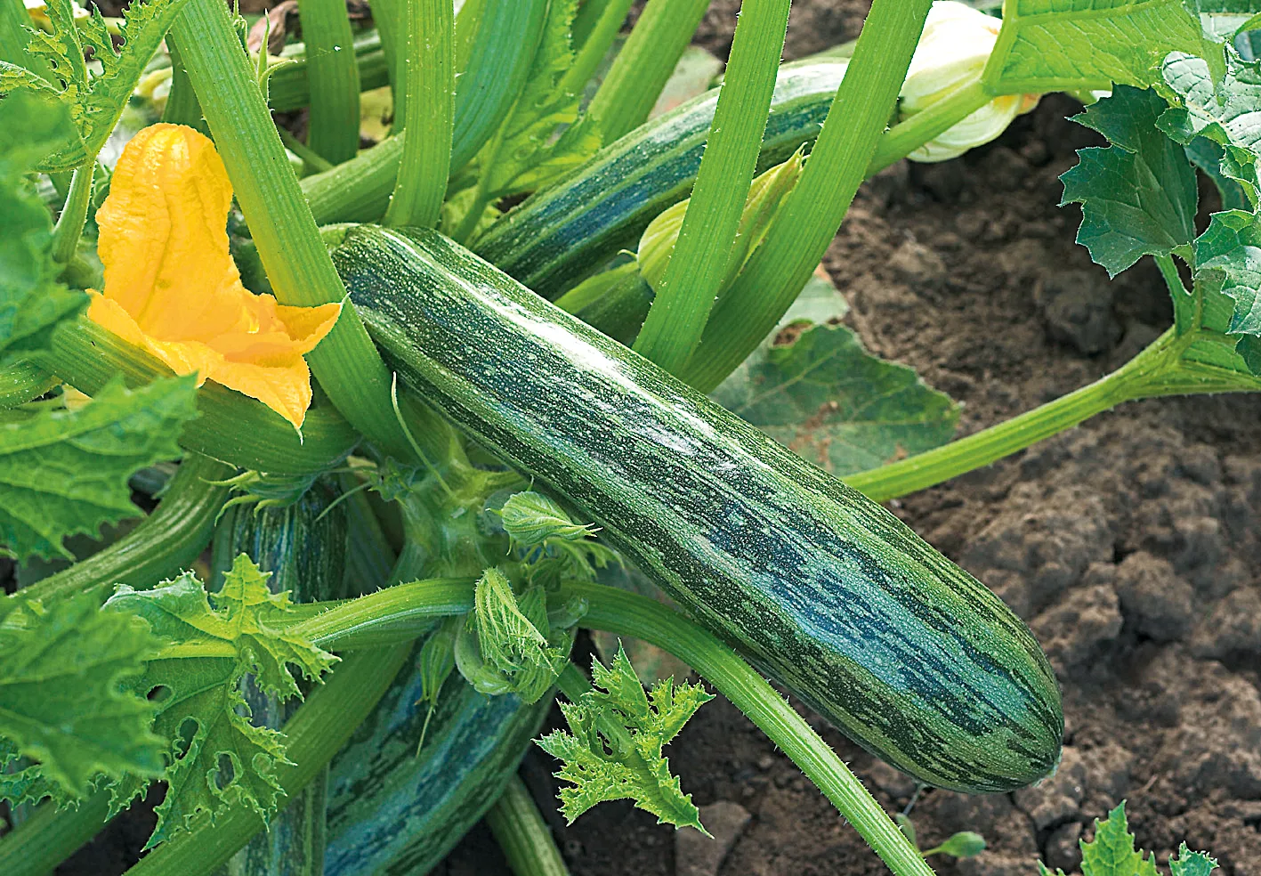 Zucchini Cocozelle von Tripolis Bio Demeter