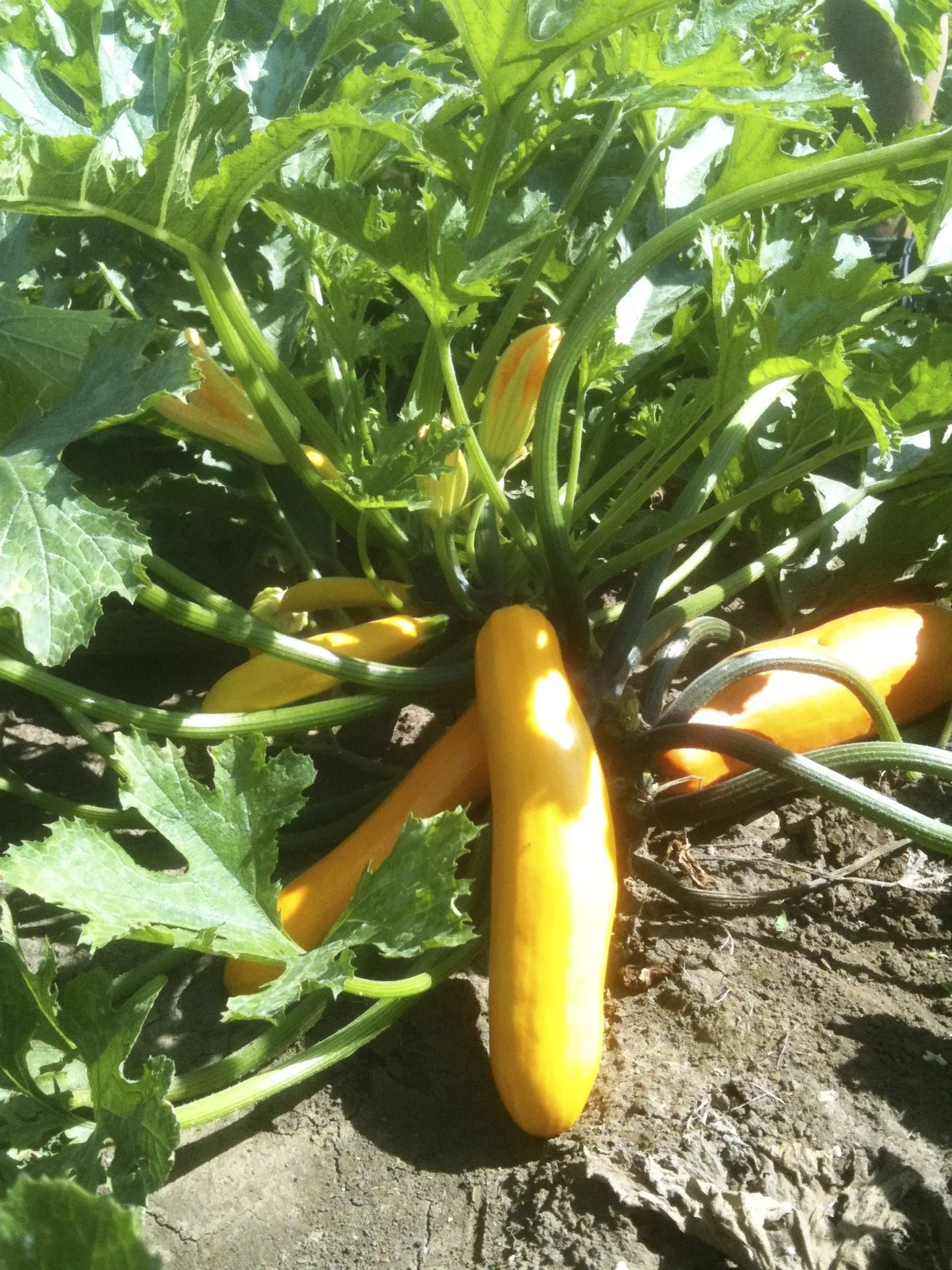 Zucchini Gold Rush Bio