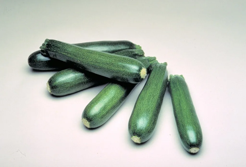Zucchinisamen Partenon F1 (ersetzt durch Kimber F1)