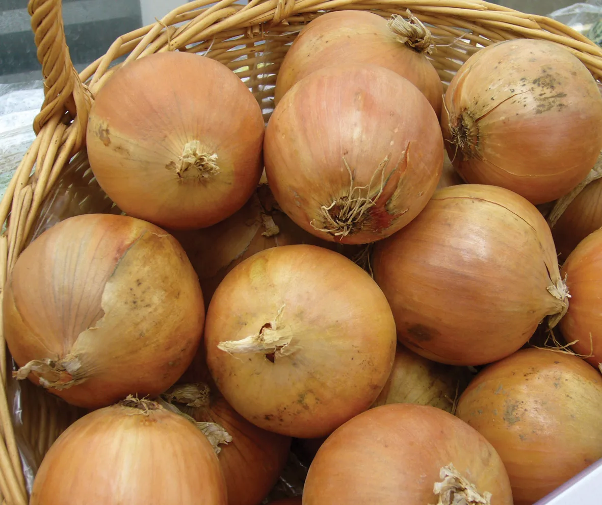 Zwiebel Tamara F1 (Säzwiebel)