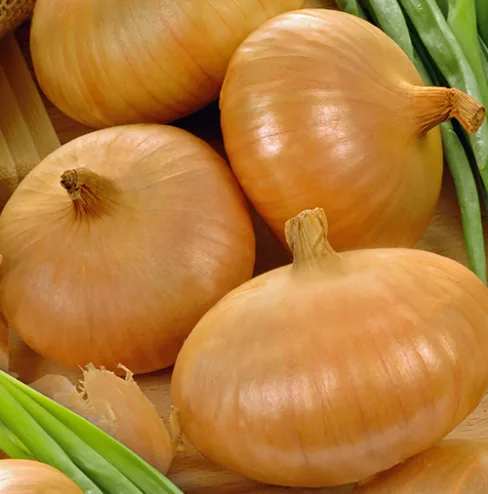 Zwiebelsamen Stuttgarter Riesen