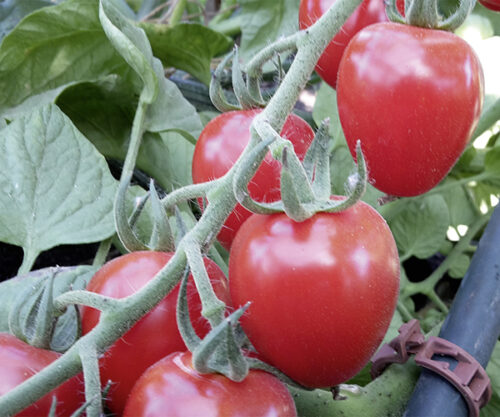 Erdbeer Tomate F1