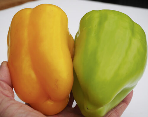 Paprika Monte F1