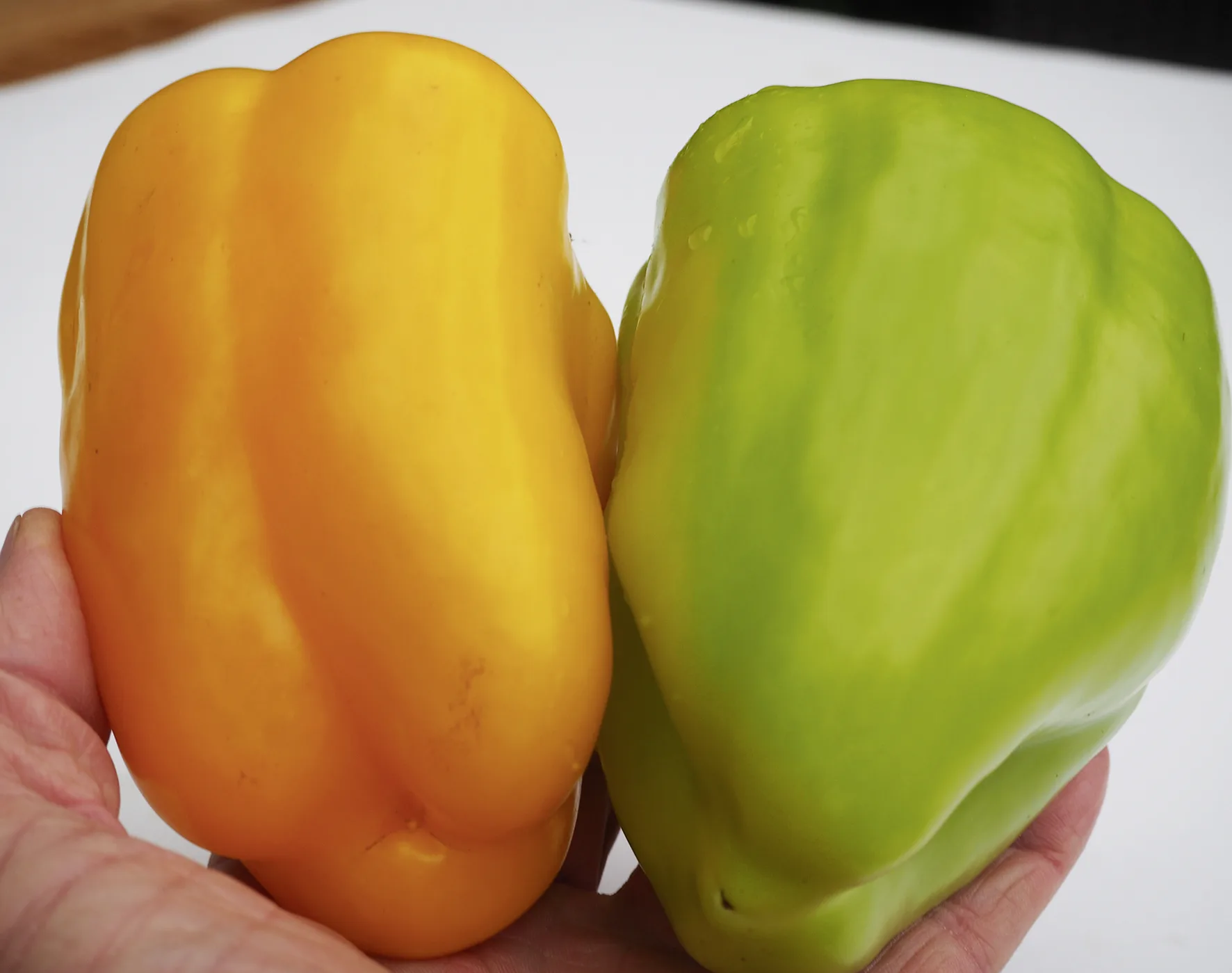Paprika Monte F1