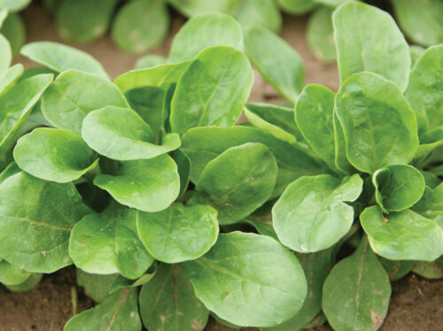 Feldsalat Vit