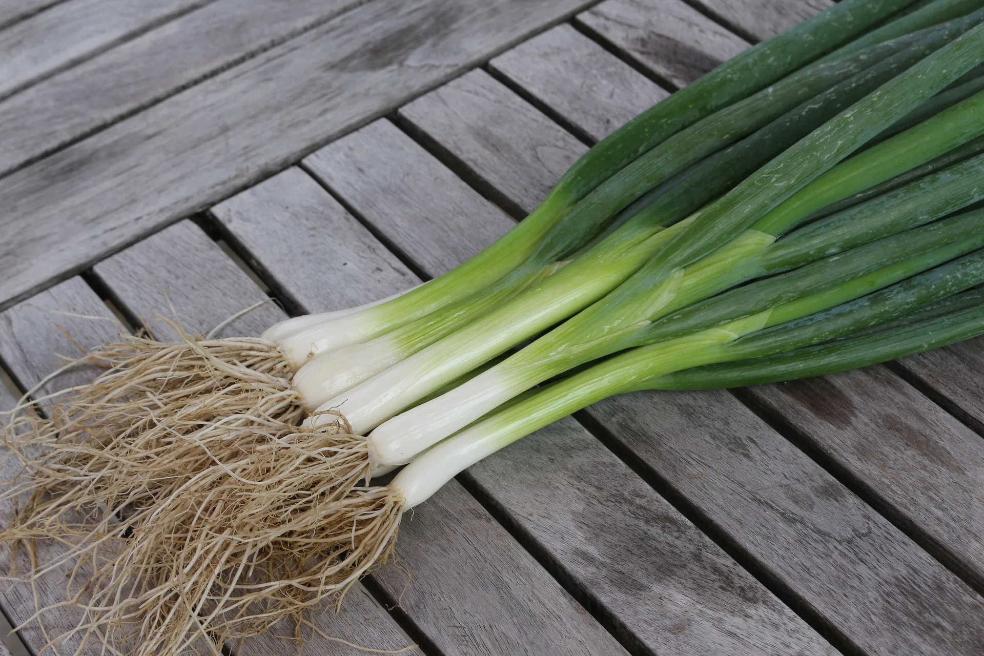 Frühlingszwiebel Ishikura long White Bio