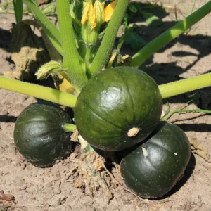 Kürbis Zapallito Bio